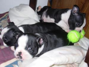 AKCBostonTerrierpups